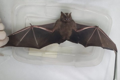 Secretaria de Saúde de Barueri alerta: morcegos não devem ser mortos nem tocados