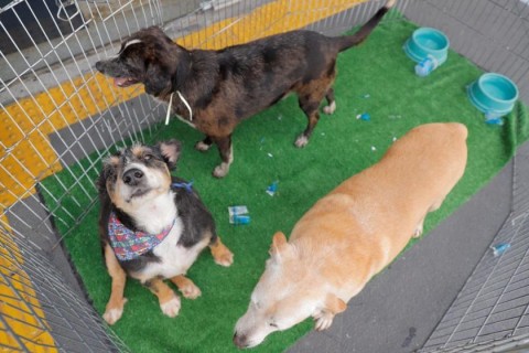 Feiras de adoção de pets abrem o ano de 2026 em Barueri