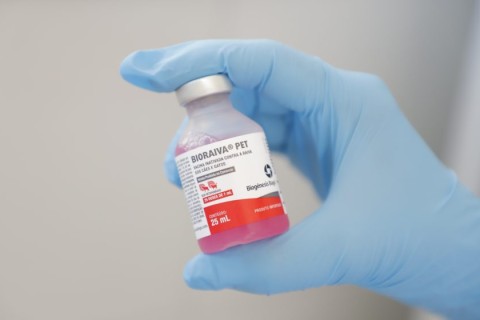 Vacinação contra a raiva para cães e gatos tem programação especial em junho em Barueri